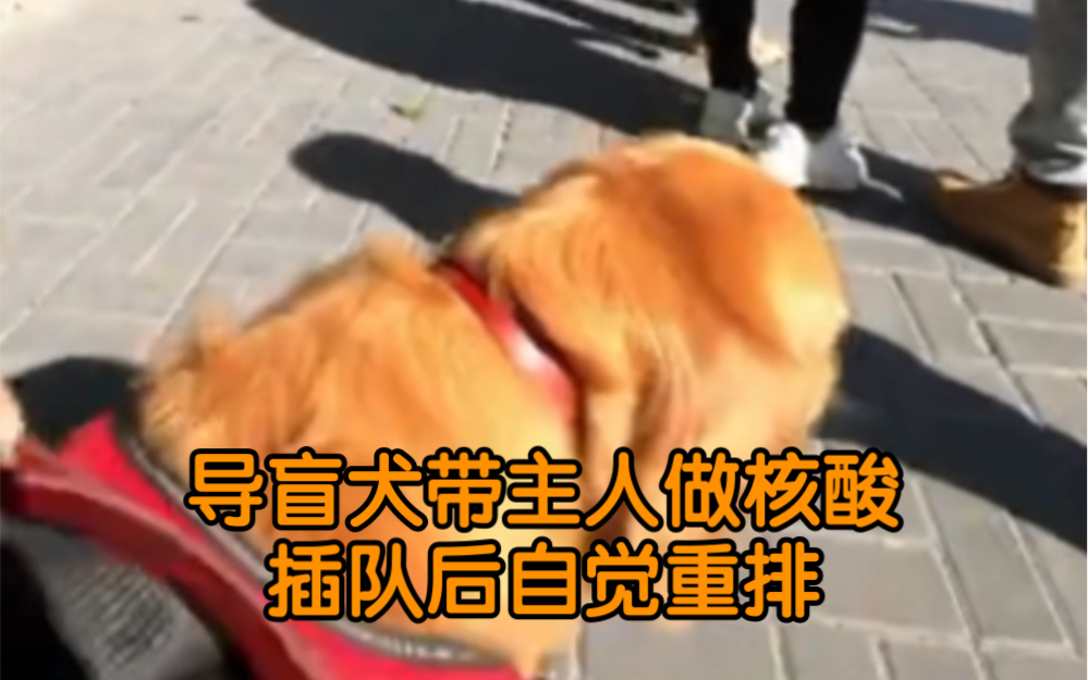 [图]导盲犬带主人做核酸插队后自觉重排 网友大赞:太有素质了