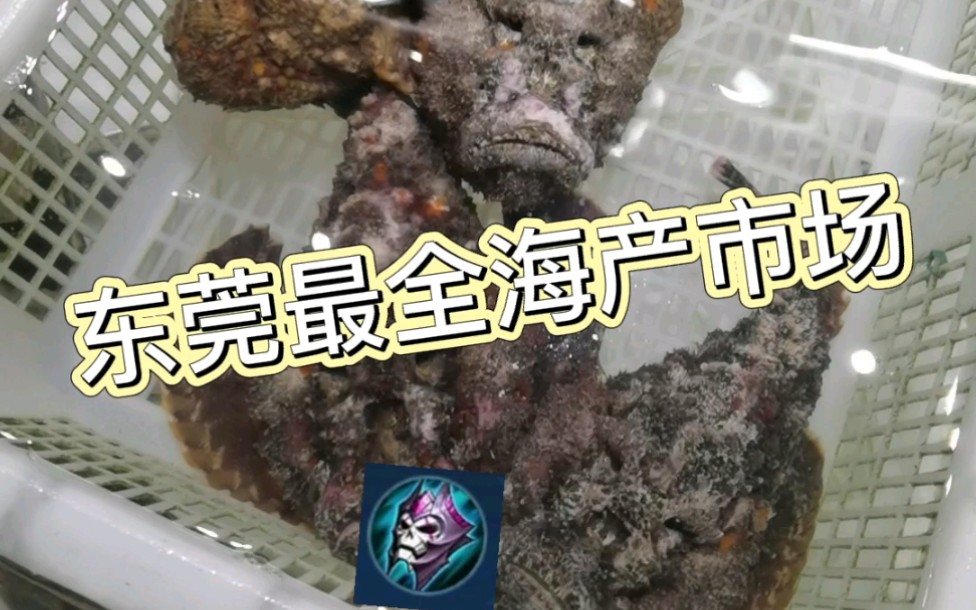 广东海鲜东莞美食海鲜市场最新奇最齐全性价比高人均150吃到扶墙哔哩哔哩bilibili