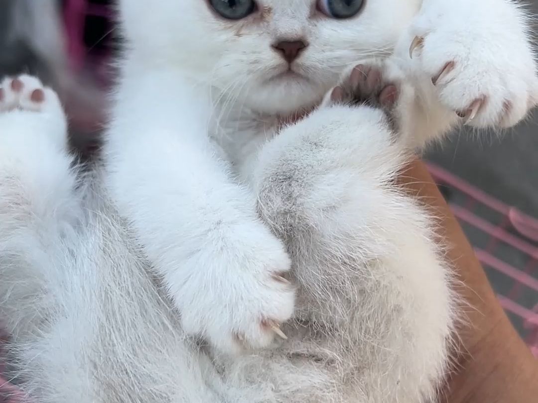 包子脸的银渐层,在宠物市场,要多少钱才能拿下?