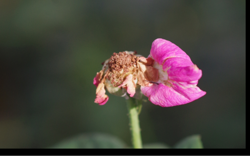 ccd小众佳作:三星gx10,一千万像素,2006年上市,宾得基因,质量上乘