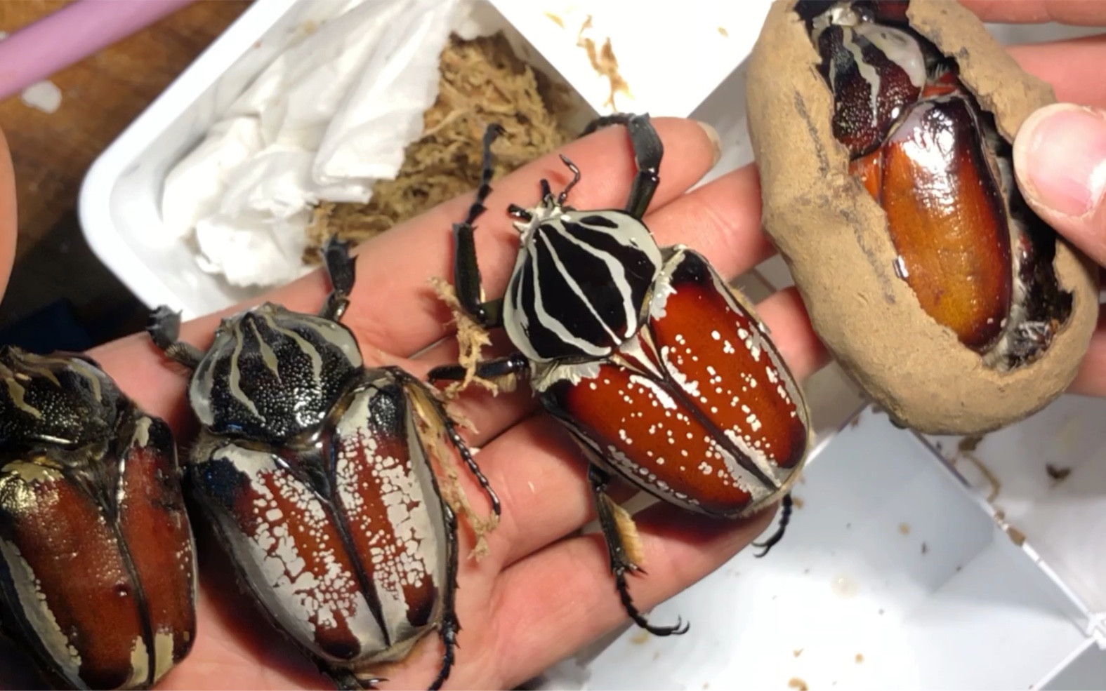 第一次养的大王花金龟羽化了,自制粮养的,母68-70左右,还有个公蛹,土