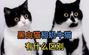 Descargar video: 黑白猫和奶牛猫有什么区别