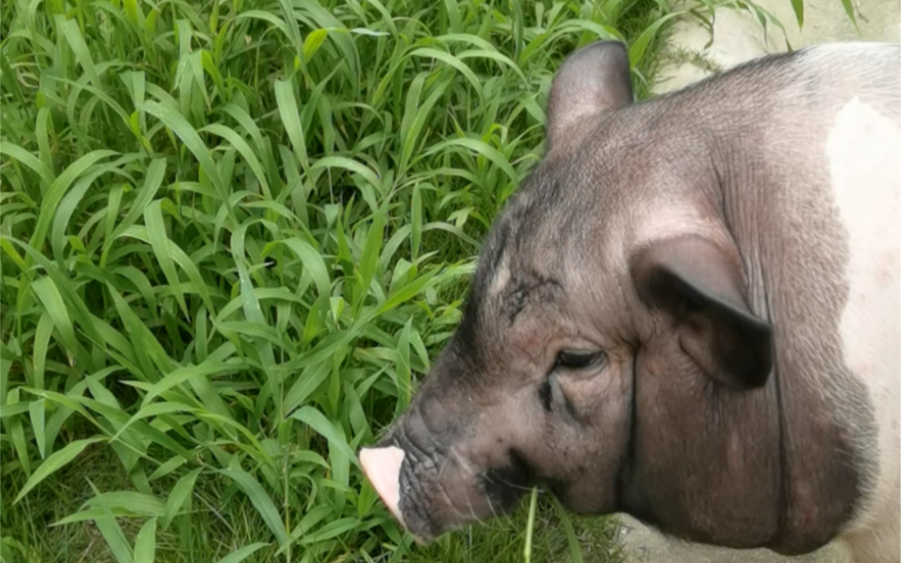 见过帅猪吃草吗?