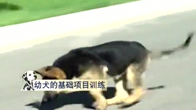 如何训犬不乱吃东西 怎么样训练哈士奇 怎样训练狗咬人哔哩哔哩bilibili