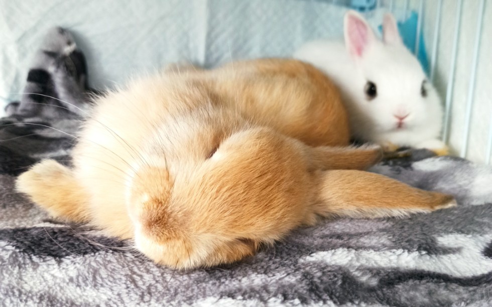 [奶球君] 新品种:兔犬