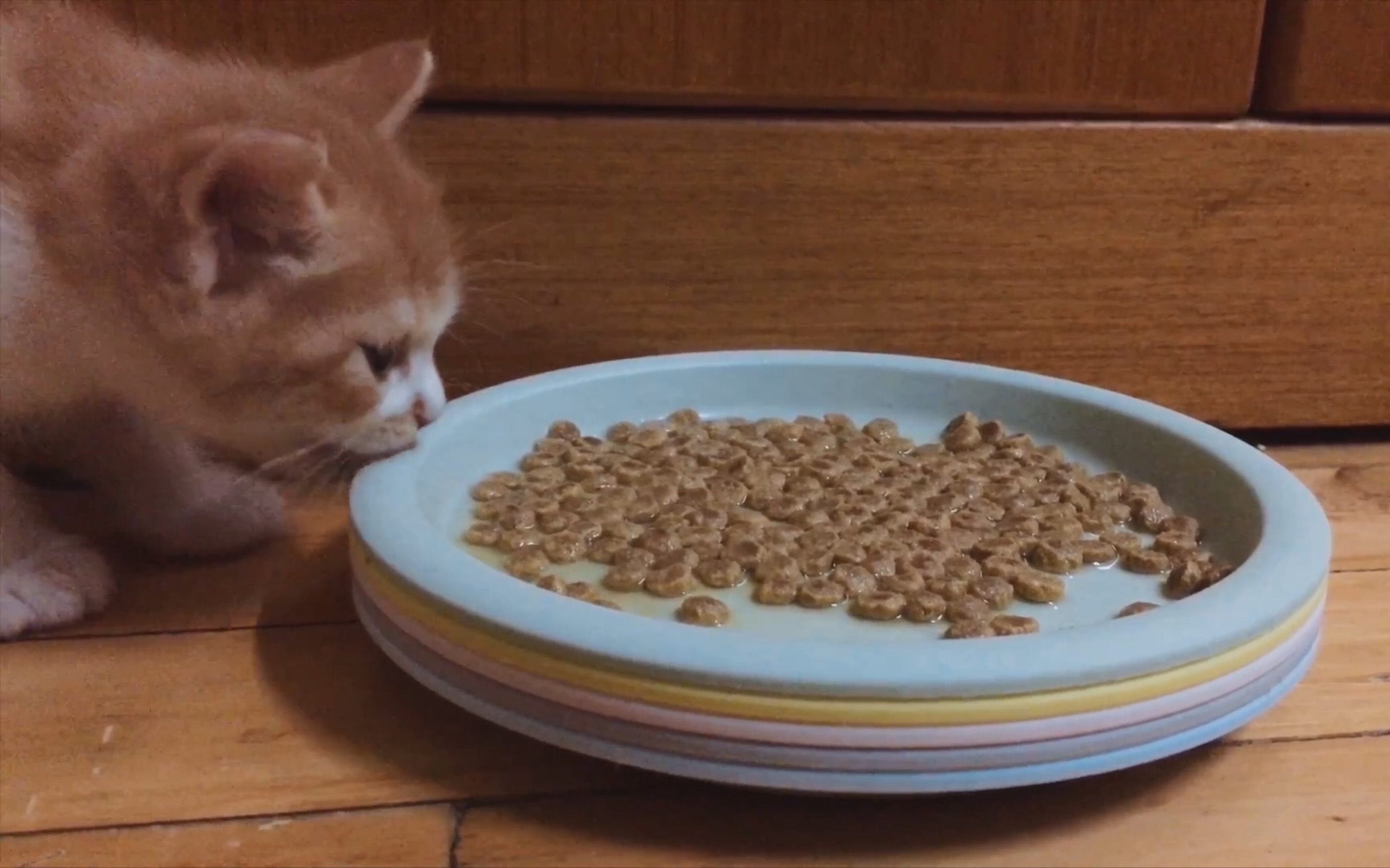 第一次喂小奶猫吃猫粮,遭遇真香现场!新鲜现泡的你不吃,就爱舔盘子?