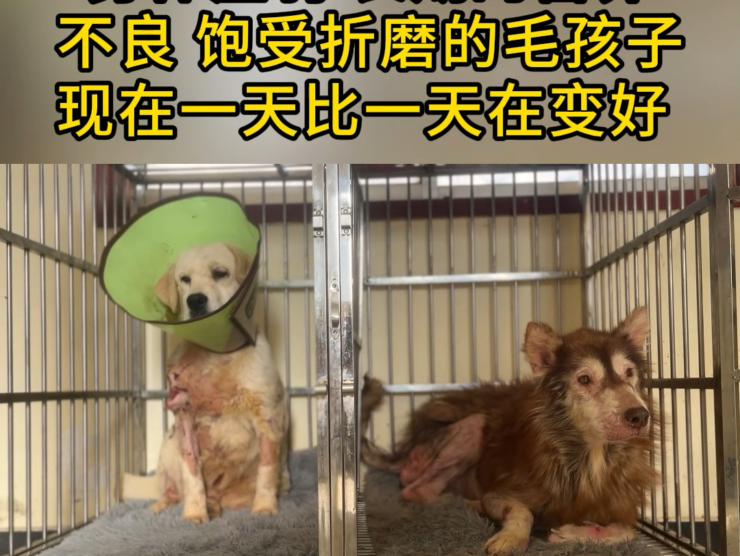 长期营养不良的阿拉斯加犬胃口大开,精神良好已经可以站立行走哔哩哔哩bilibili