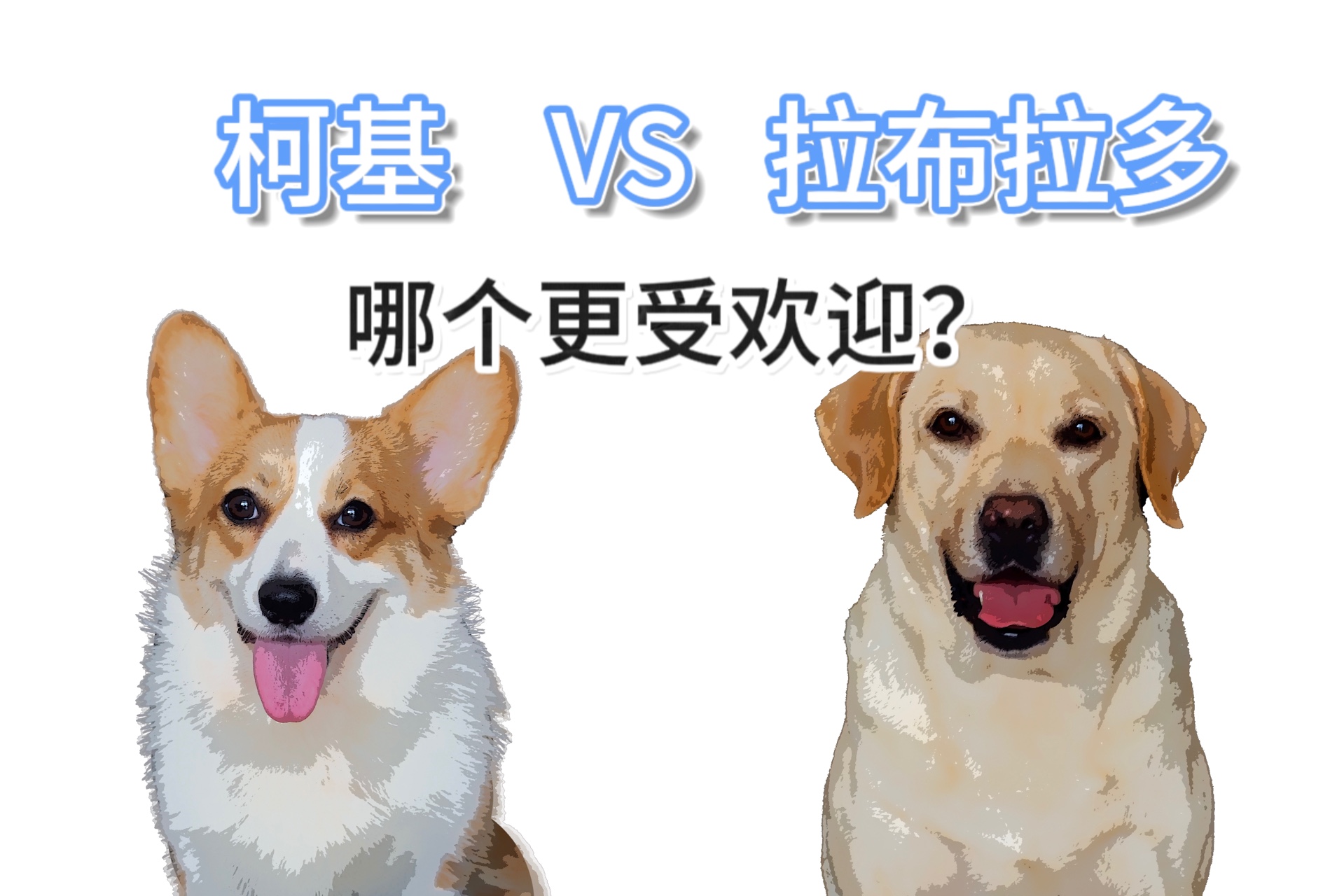 实测一下在大学生眼中,柯基和拉布拉多的受欢迎程度