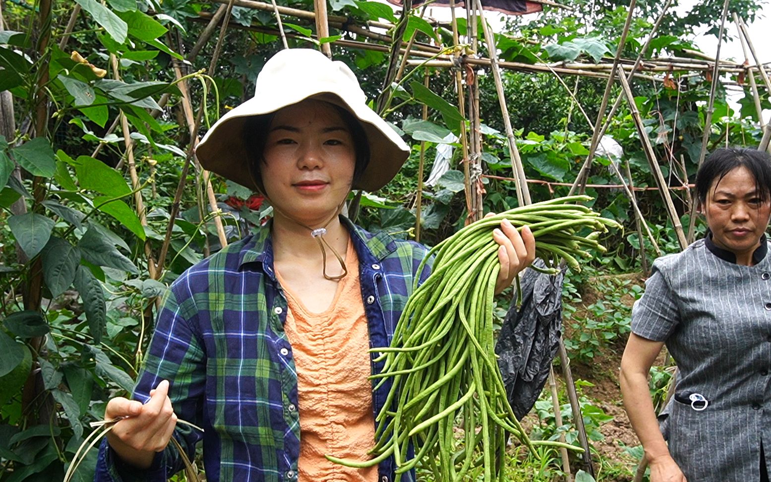 活动  今年栽的豇豆成熟了,第一次采摘嫩豇豆又脆又嫩,妹子摘一大把