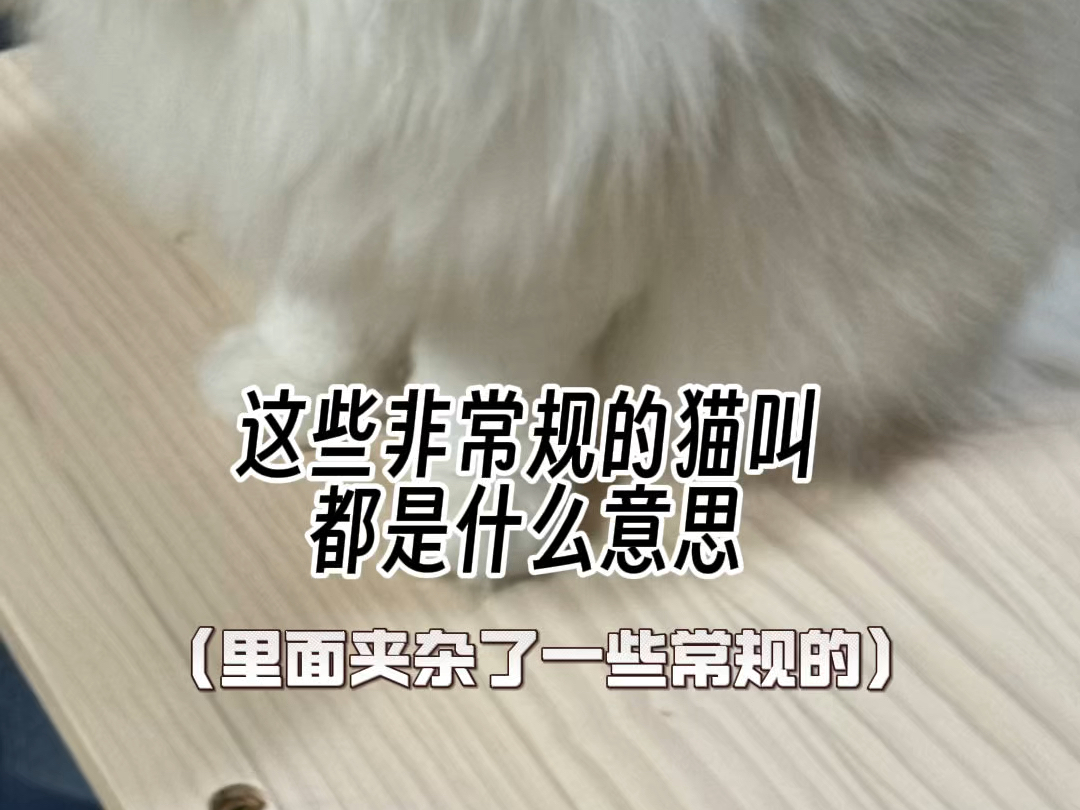 这些猫叫都是什么意思哔哩哔哩bilibili