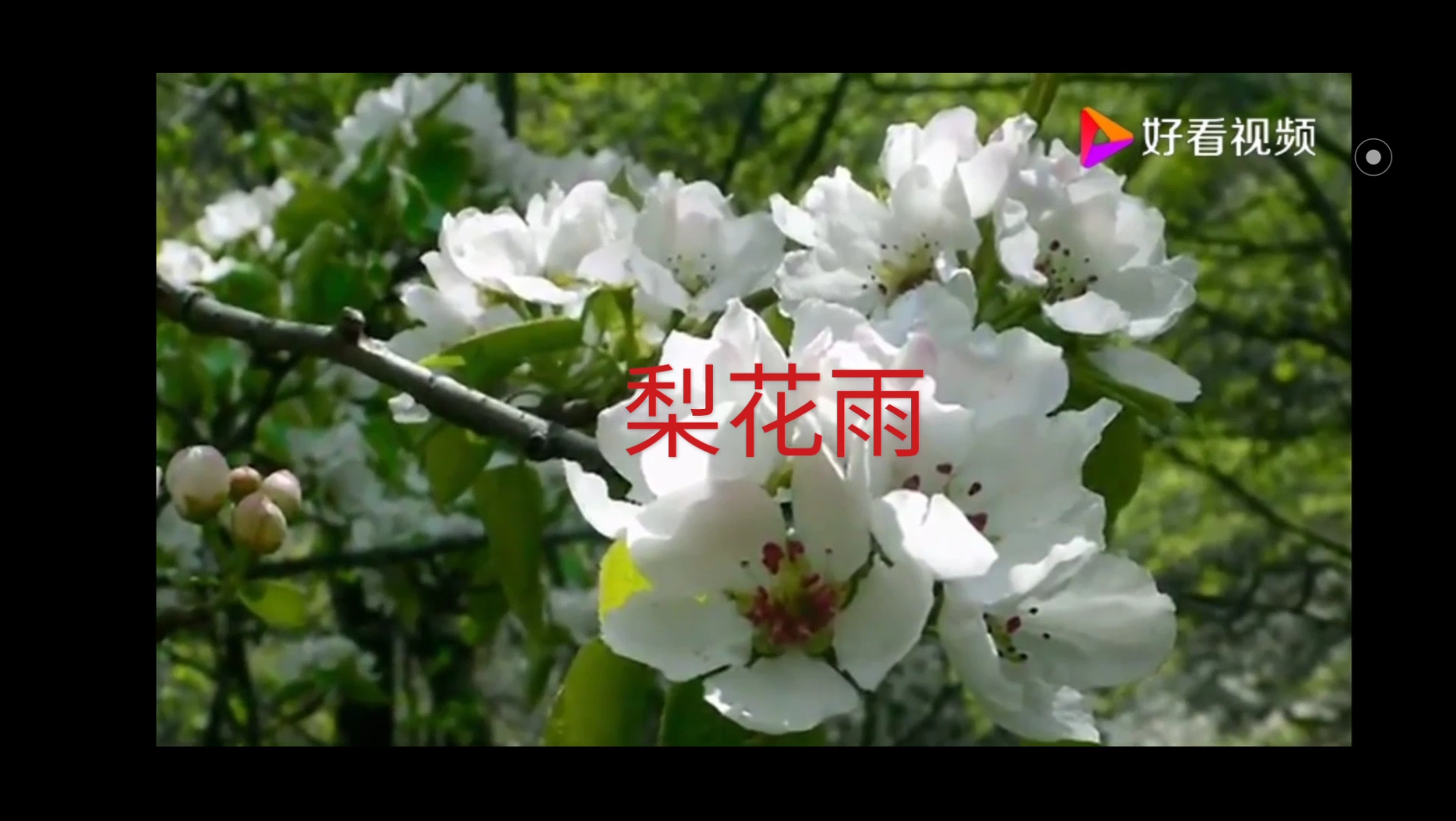降b调葫芦丝《梨花雨》 李春华老师曲 木易净空演奏_哔哩哔哩 (゜-゜)