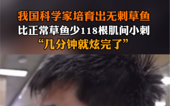 3月2日报道 湖北武汉 华中农业大学高泽霞教授团队成功培育出无刺草鱼,比正常草鱼少118根肌间小刺,蛋白质和微量元素含量与正常草鱼大体一致.哔哩...