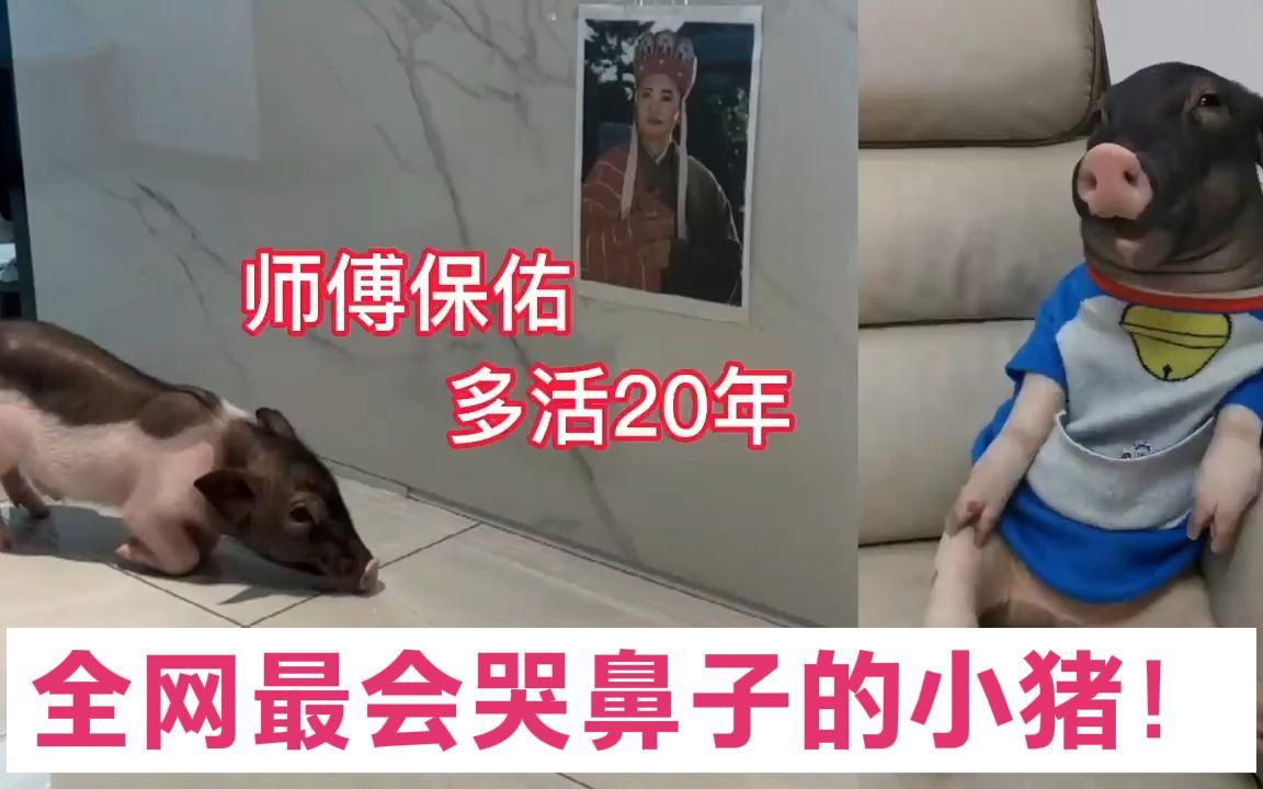 [图]元宝：可以自己坐马桶，会喝酒还调皮的小猪，不想起床就自己盖被