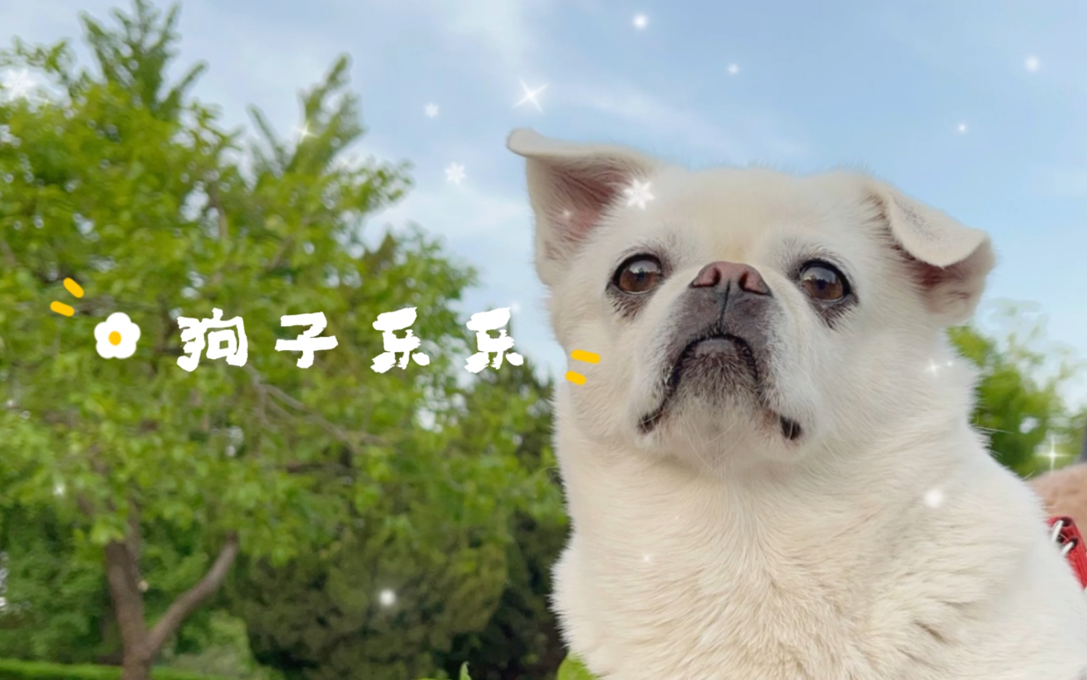 狗子舒服惬意放松的样子～狗狗乐乐快乐生活