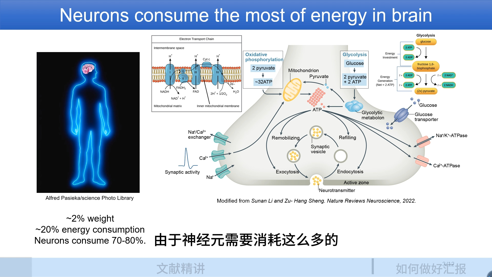 文献精讲第一期:神经元胞体与突触的能量代谢差异哔哩哔哩bilibili