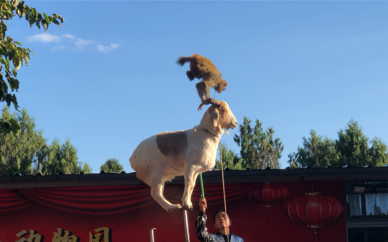 动物园里,小羊的表演太棒啦,背着猴子走站桩,小猴子撑着养角玩倒立,真