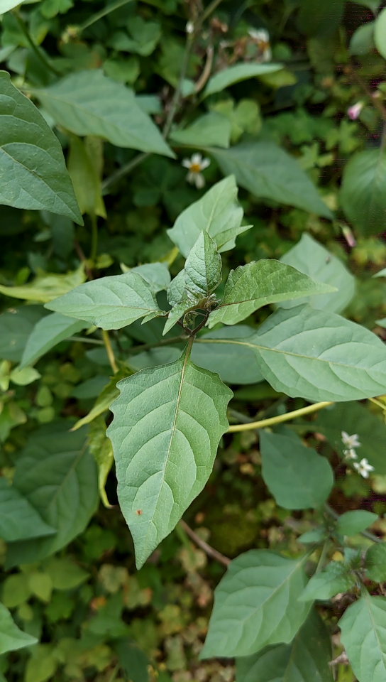 上汤龙葵广东农村随处可见的野菜滋味超赞你们有吃过吗