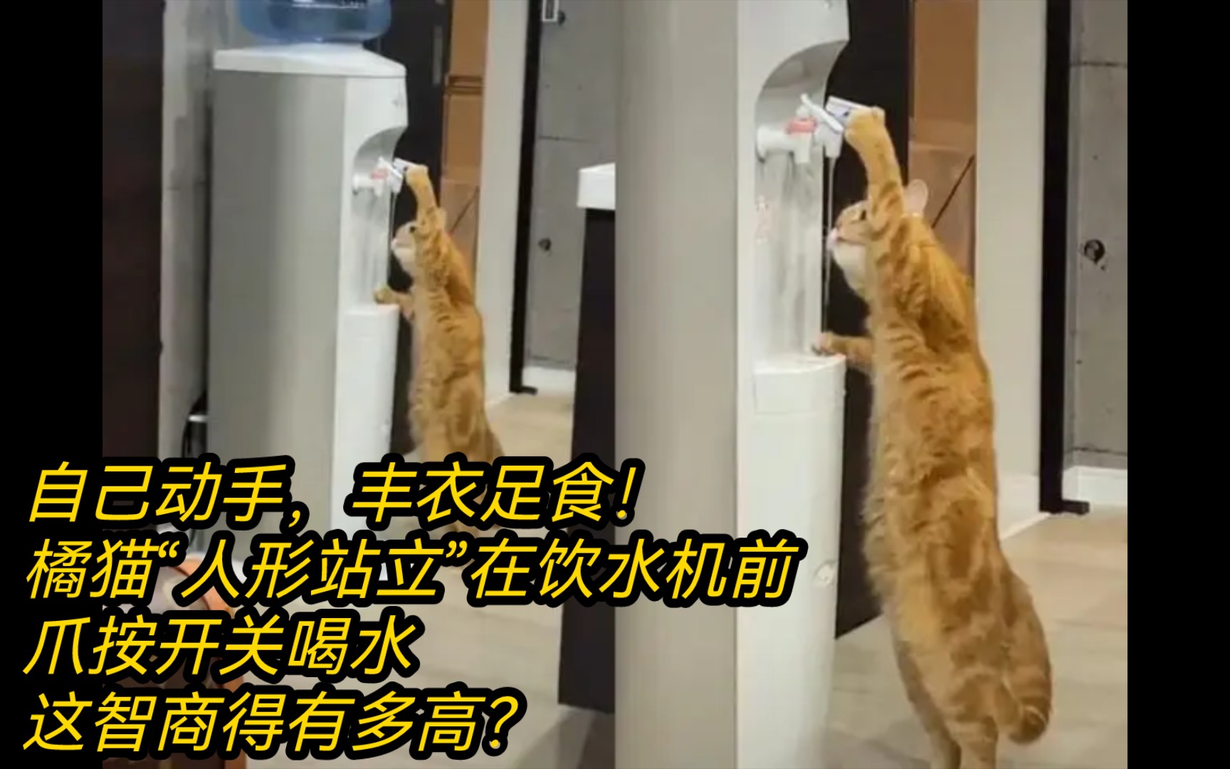 自己动手,丰衣足食!橘猫“人形站立”在饮水机前,爪按开关喝水,这智商得有多高?哔哩哔哩bilibili