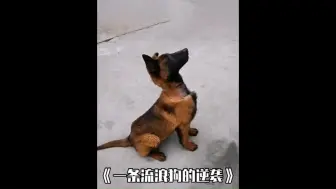 Download Video: 一条流浪狗凭一己之力打入警队内部，并成功逆袭成为警犬！