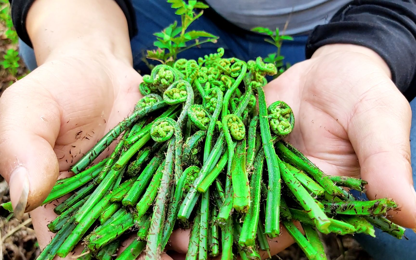 菜市上买13元一斤的野生野菜 农村小伙一小时摘1500克 高兴极了
