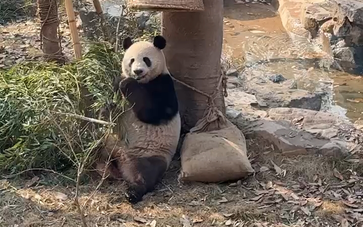 要早上去看春生和香果,到下午就睡覺了