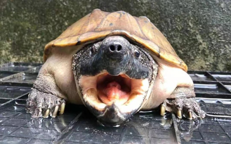 巨头龟成年图片