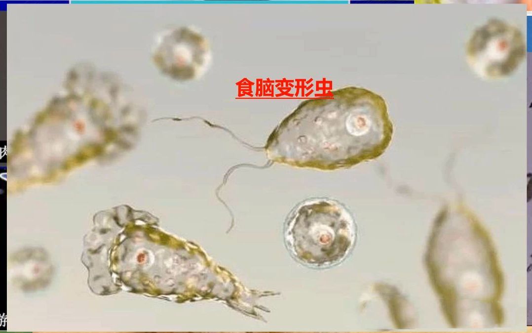 [图]【松塔高中生物】必修一1.2细胞的多样性和统一性（新高考新人教版视频课）