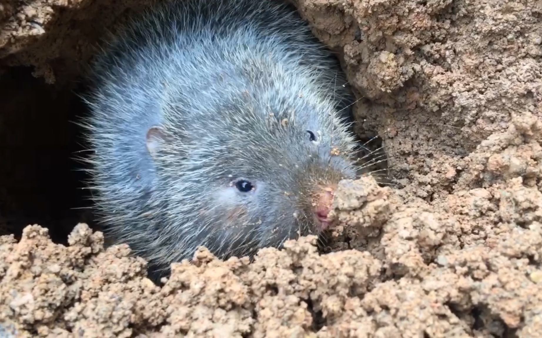 觅迹原创野生银星竹鼠挖洞比华农兄弟家的奶凶多了哦