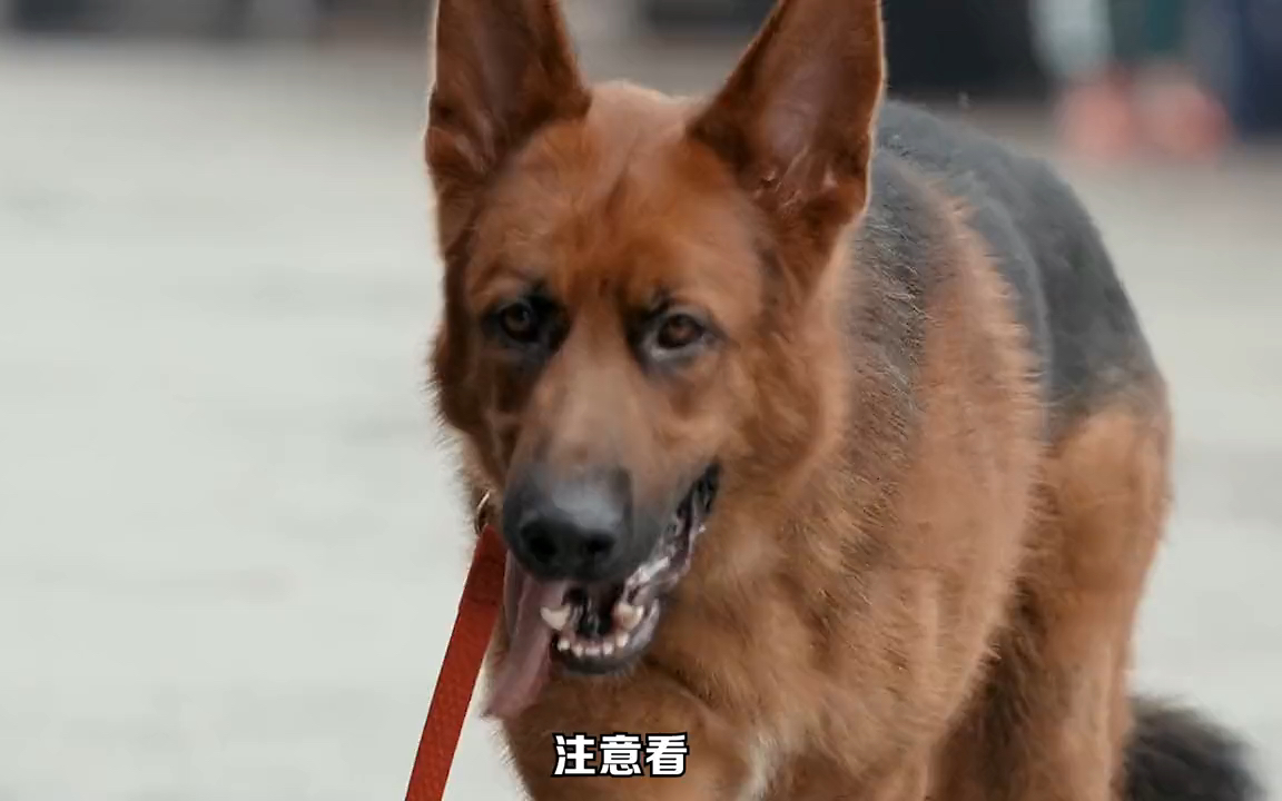 小女孩被惡犬欺負,退役軍犬以命相搏