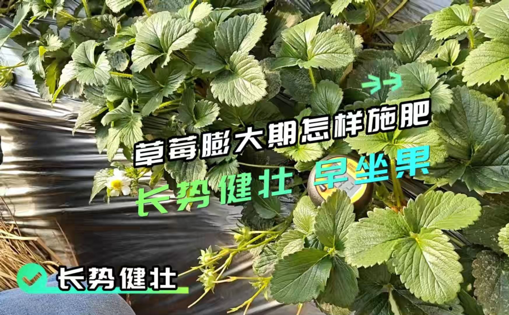 水溶肥厂家吉林榆树市草莓使用拉姆拉翠姆水溶肥,叶片厚绿,开花坐果多,不旺长哔哩哔哩bilibili