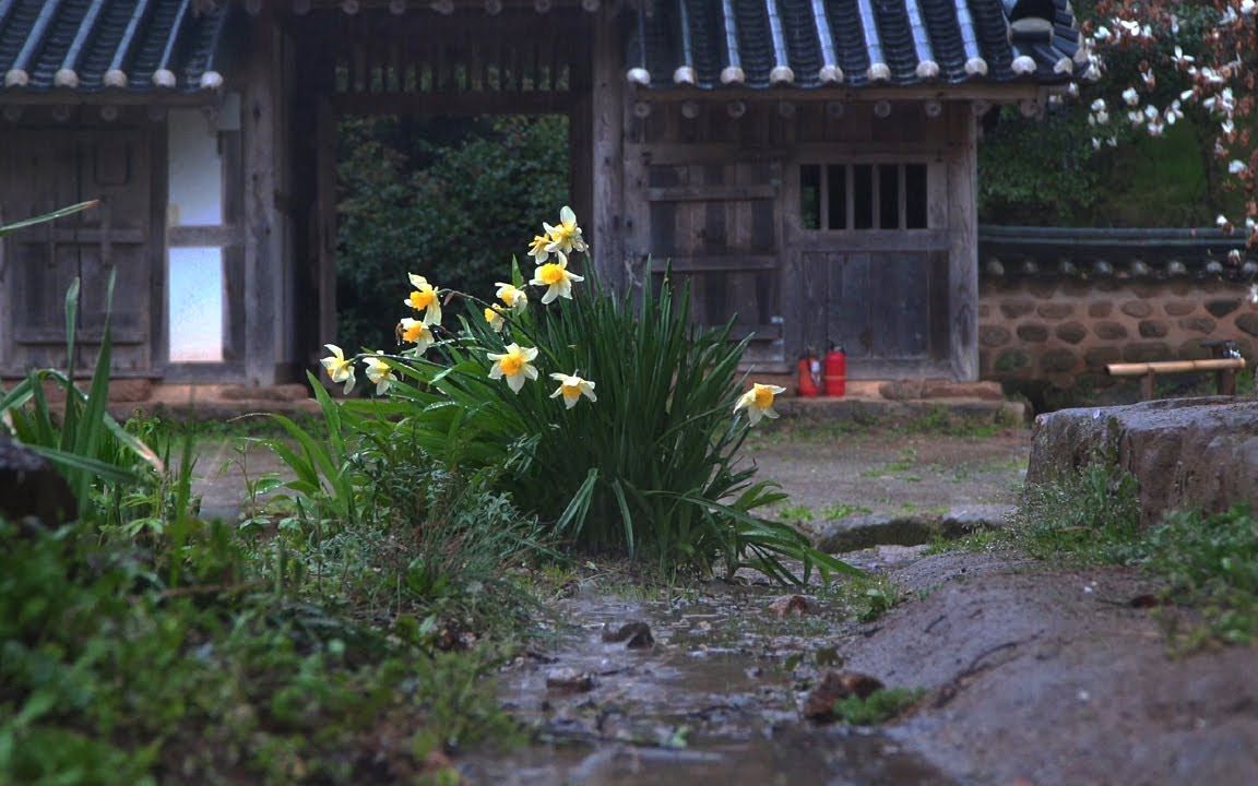 多雨的老房子花园,被雨淋湿的水仙花更加美丽. 雨声哔哩哔哩bilibili