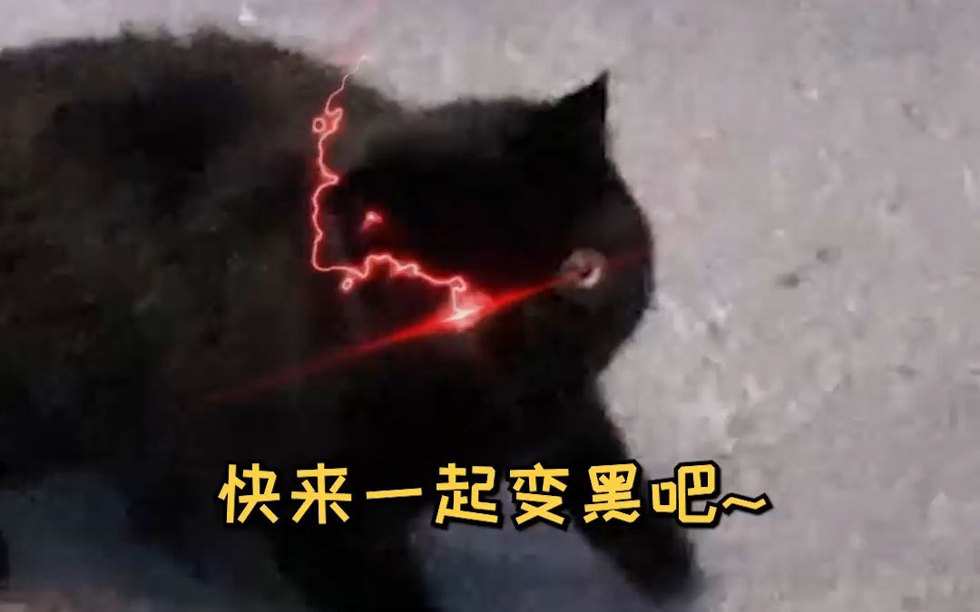 [图]我家黑猫希望全世界都跟它一起美黑