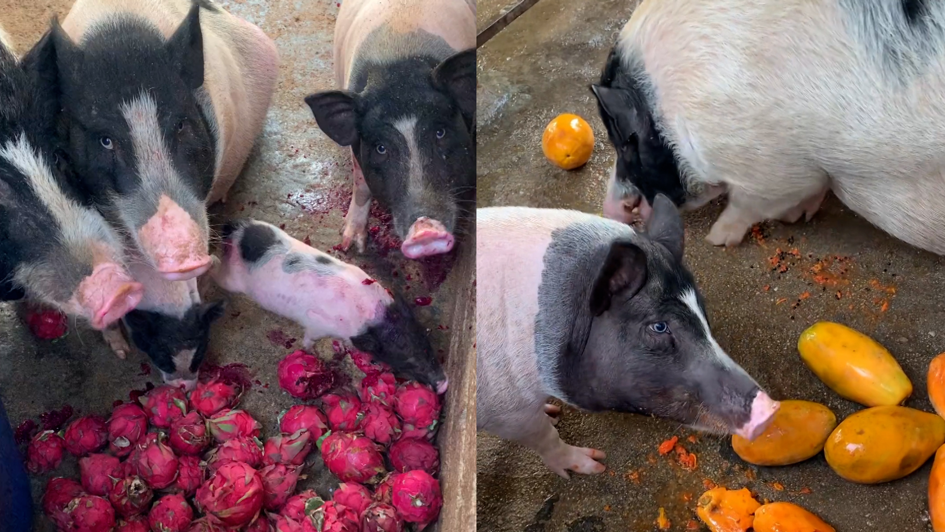 猪抗议吃火龙果朝主人翻白眼,主人一番话网友酸了:吃得不如猪