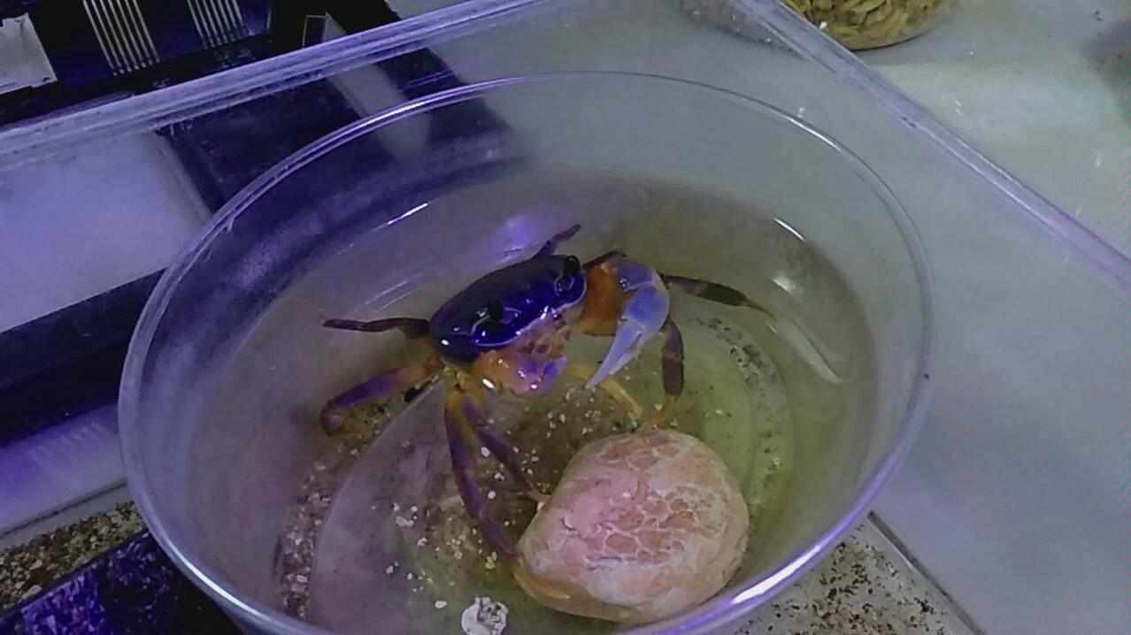 逗一只正在吃东西的武装圆轴蟹