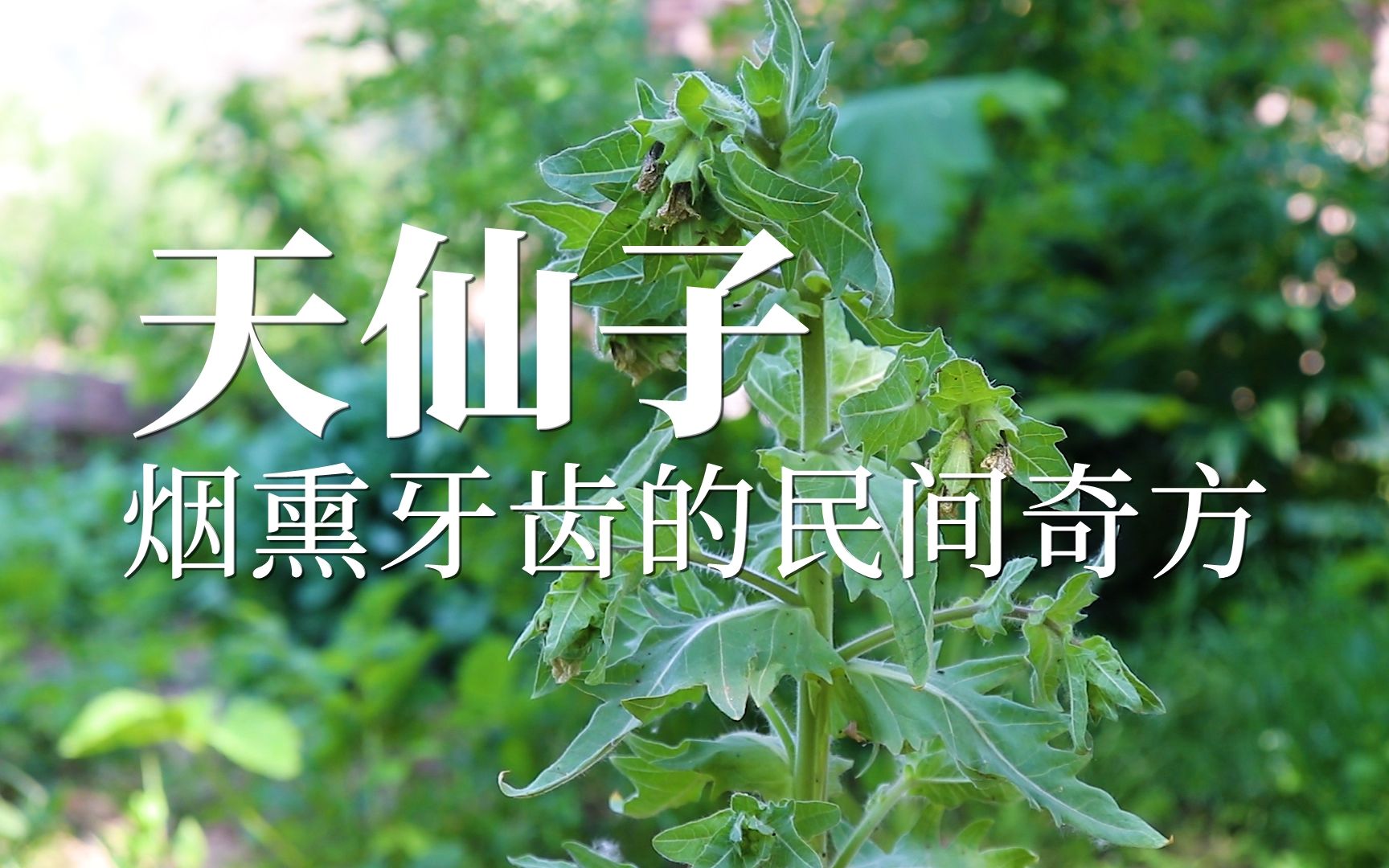 天仙子—— 一种全株有毒的植物哔哩哔哩bilibili