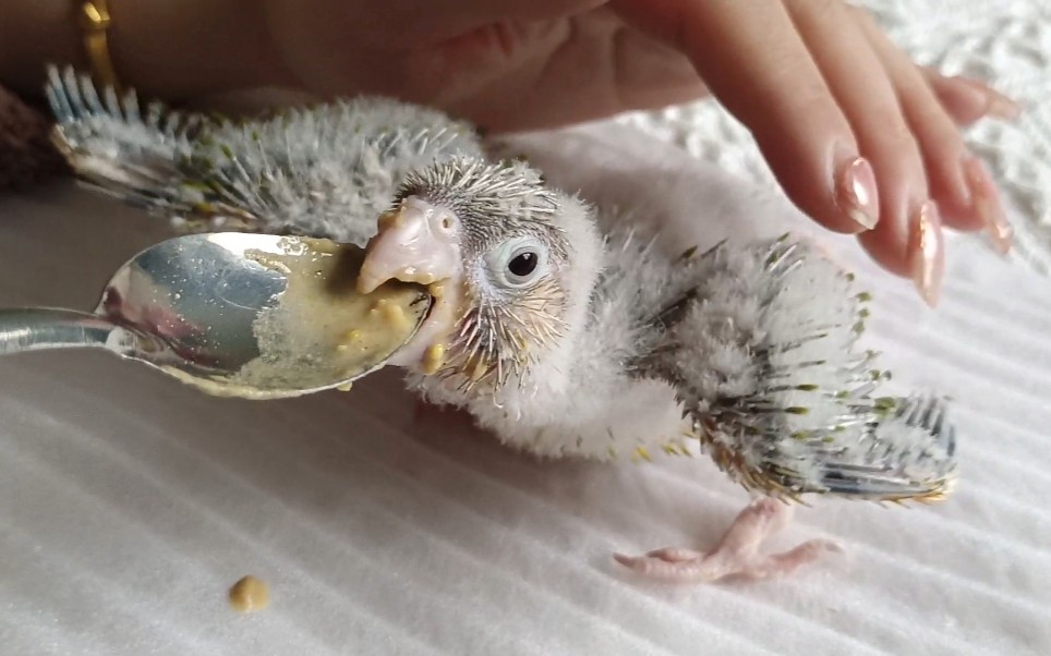 喂小太阳鹦鹉雏鸟吃奶,真像伺候小婴儿一样,场面萌化了