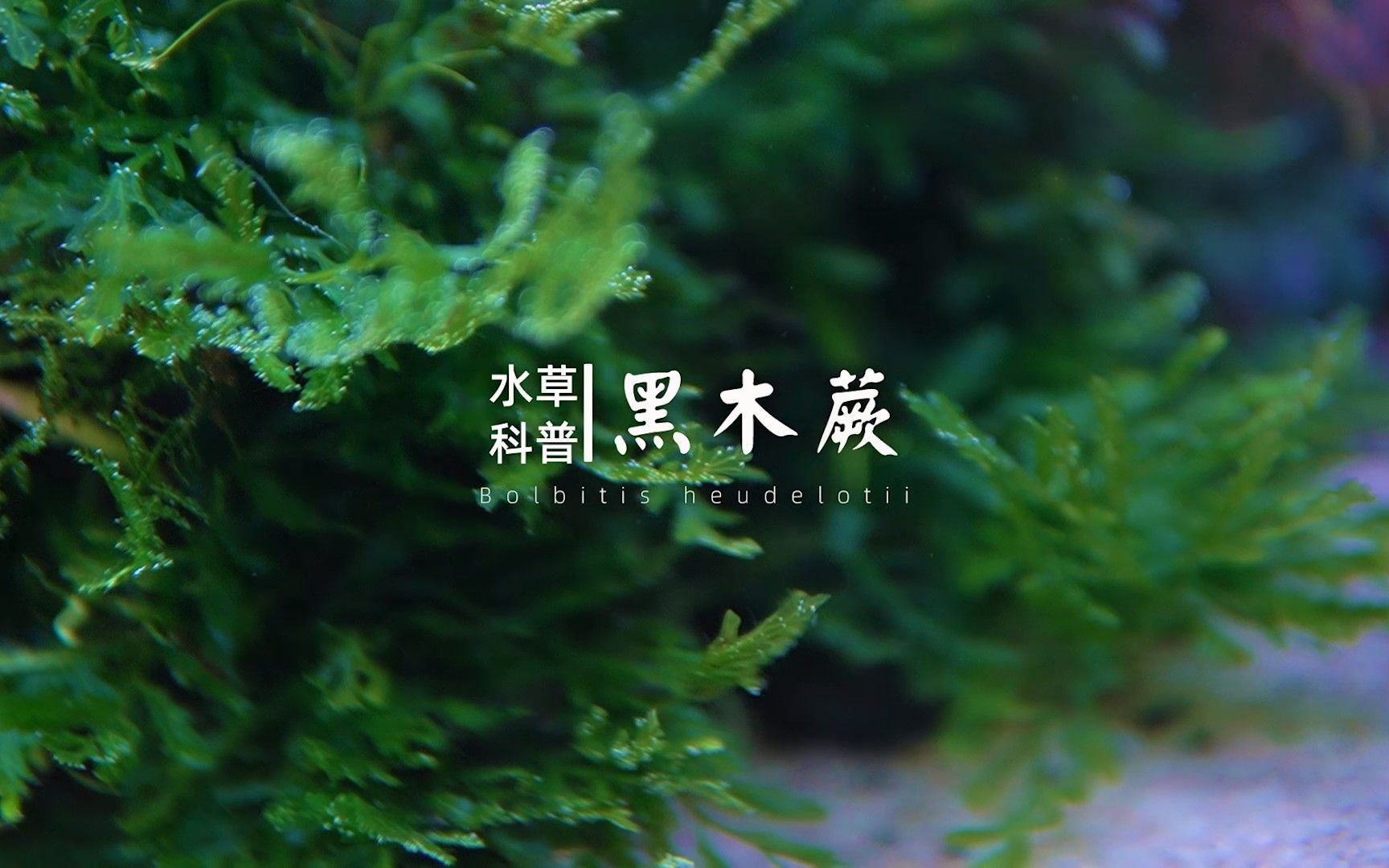 水草科普 | 水草绅士黑木蕨哔哩哔哩bilibili