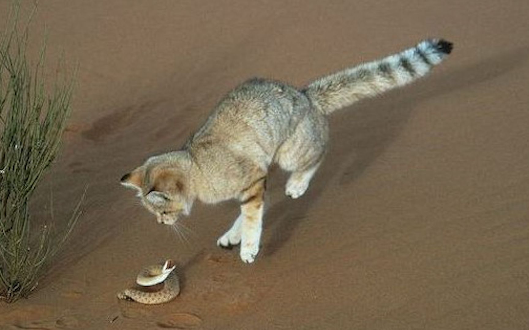 只会出现在沙漠中的小猫咪,颜值呆萌,却是凶猛的"捕蛇"者!