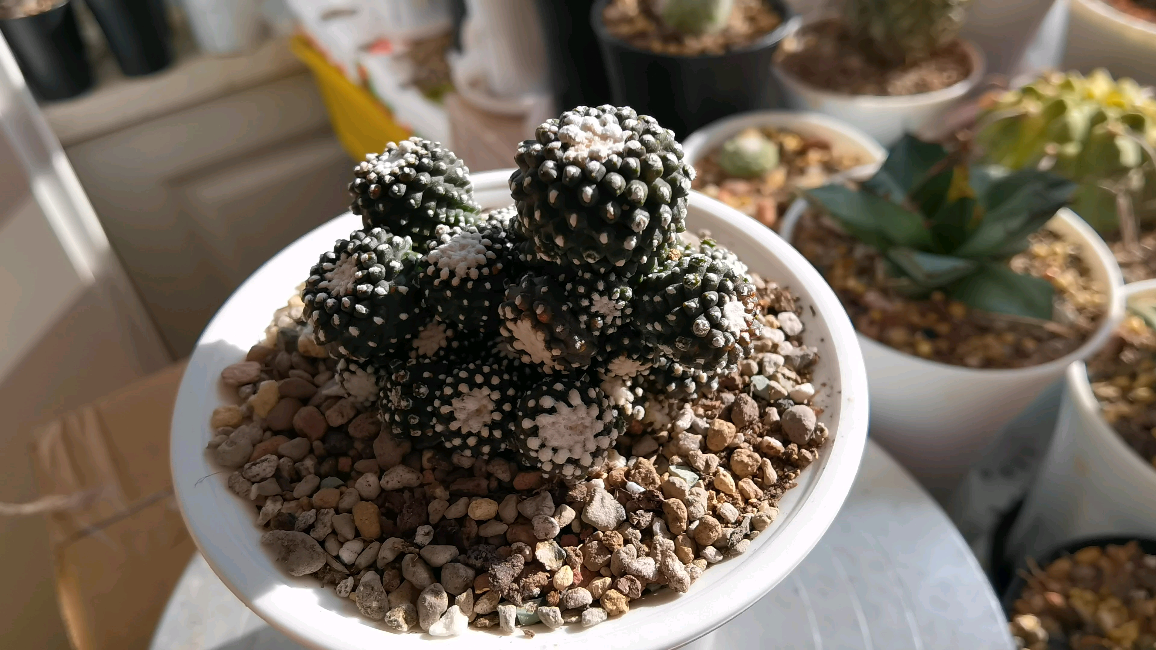 墨蝶 龙爪属仙人球 (最便宜的龙爪球) 307