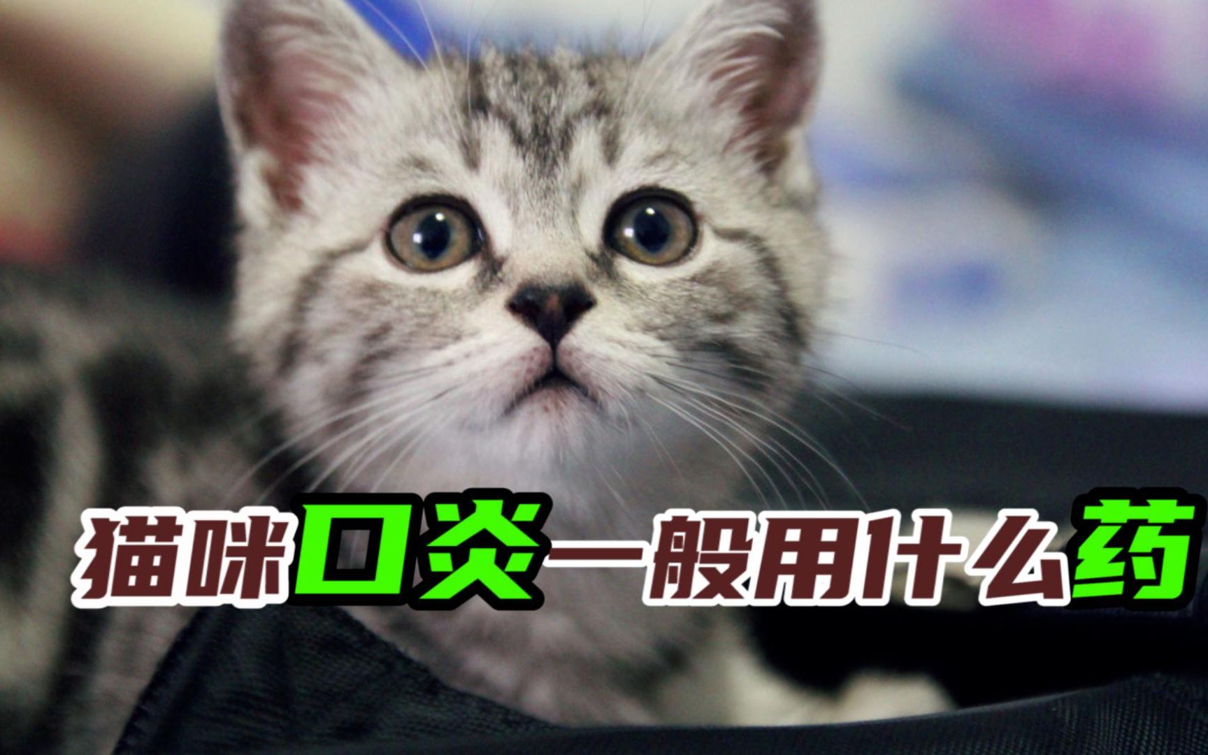 猫咪口炎一般用什么药哔哩哔哩bilibili