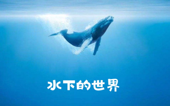 纪录片 Underwater Universe 水下的世界 (全四集合集)哔哩哔哩bilibili