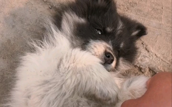 邻居说这狗长得像小浣熊