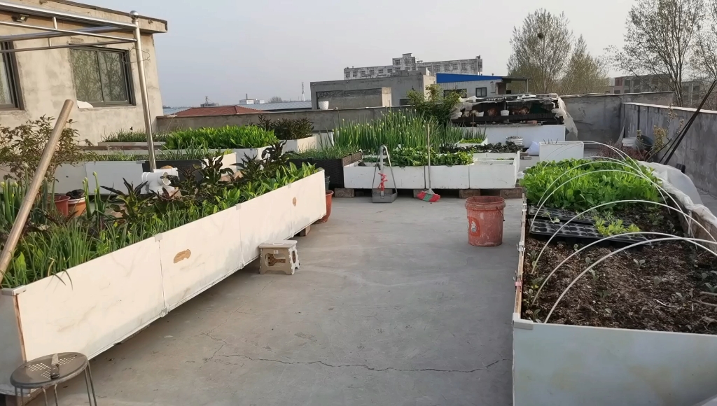 楼顶菜园:种菜养鸡的小时光