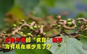 Tải video: 疯狂的拐枣为生存进化成异类，价格可不低，为何如今却很少见了？