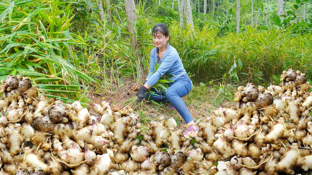 收获生姜去农村市场销售照顾鱼、鸡哔哩哔哩bilibili