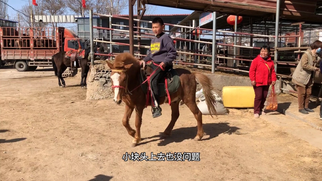 老实温顺的德保小矮马,大人小孩都能骑,能走能跑真不赖!哔哩哔哩bilibili