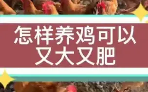 Tải video: 怎样养鸡可以又大又肥鸡冠小不大怎么回事鸡毛色差怎么回事