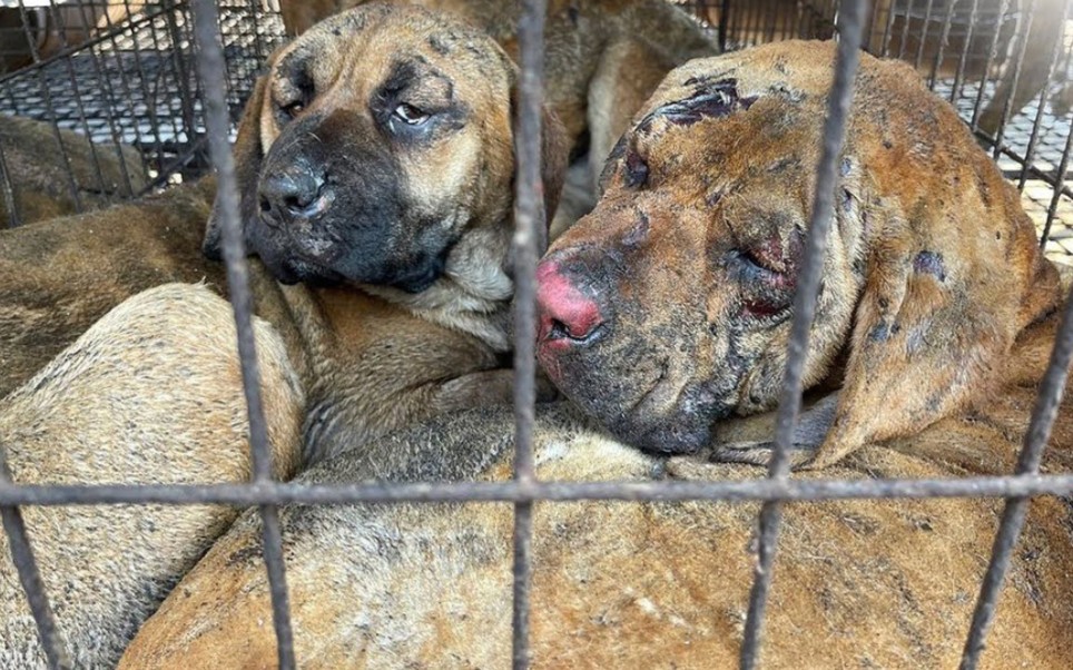 两只屠宰场等待被杀的狗,互相鼓励克服它们刚刚经历的所有痛苦
