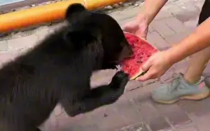 Скачать видео: 吃货又开始吃西瓜了