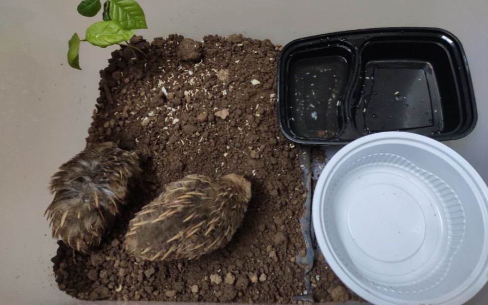 开始养小鹌鹑_哔哩哔哩 (゜-゜)つロ 干杯~-bilibili